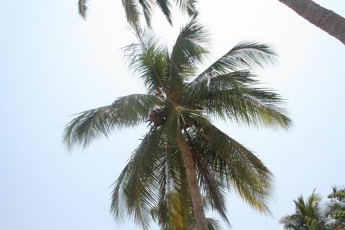 Kappad Beach, Calicut, Kerala, India - 10ker04img032.jpg