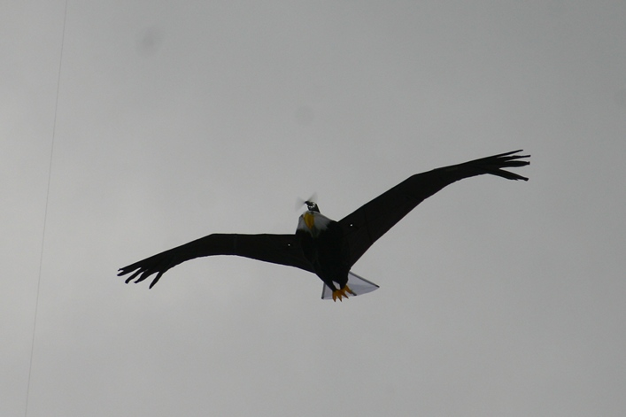 Margam Country Park, Wales, 3-4 June 2012 - 12mgm04img030.jpg
