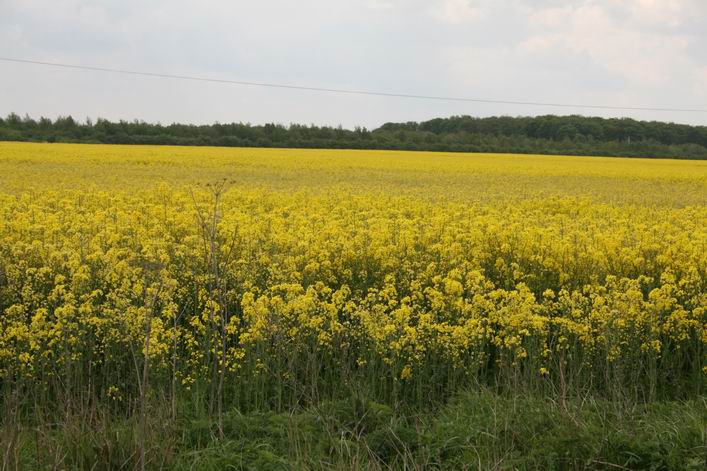 Suffolk Kite Festival - 10rou15img008.jpg